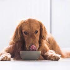 Dog Food