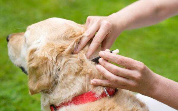 Flea & Tick Treatment