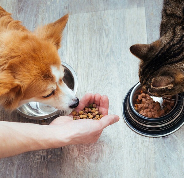 Animal Foods